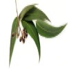 dolphin-cosmetics-eucalyptus-essential-oil--50ml